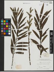 Foto von Salix purpurea L. x Salix viminalis L.